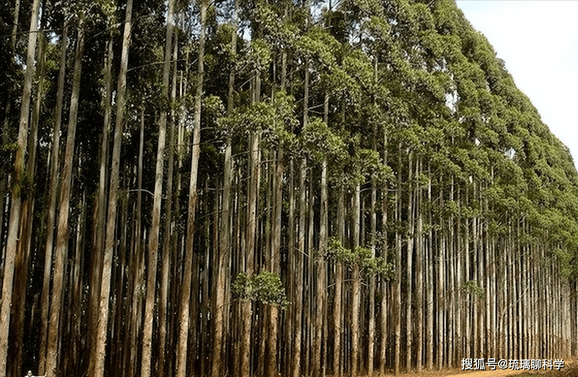 桉树壁纸图片