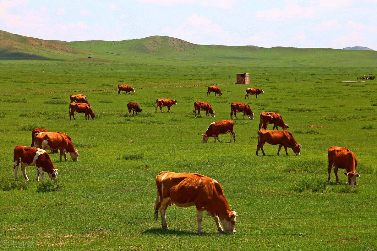 500--600斤肉牛预混料可以选择北京隆越兴牧5%肉牛预混料,添加了益生