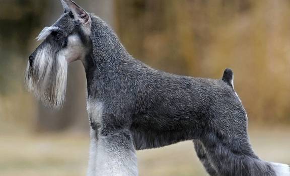 养雪纳瑞犬10年,才知道的事,收藏起来吧!_训练_造型_主人