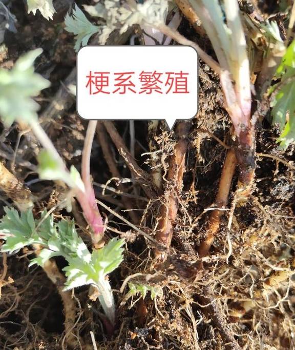 什么植物靠风传播种子（什么植物靠风传播种子的） 第2张