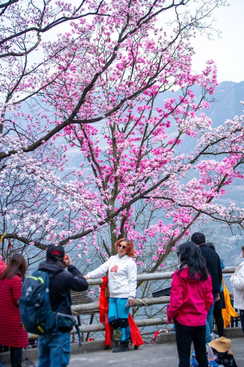 九皇山赏花2022图片