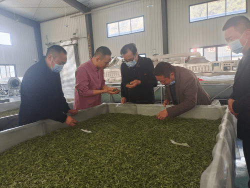 中国食品土畜进出口商会为沐川茶叶发展办实事 (图2)