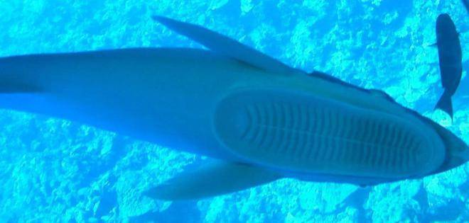 世界上最懒的鱼,凭借这一本领,在海底过着"饭来张口"的生活 印鱼 吸附