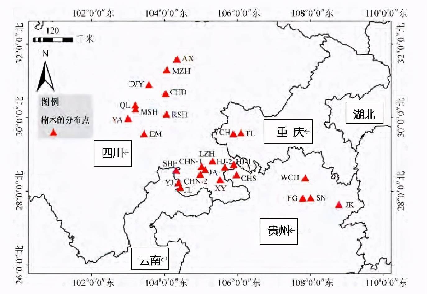 金丝楠木树图片（金丝楠木种子图片） 第9张