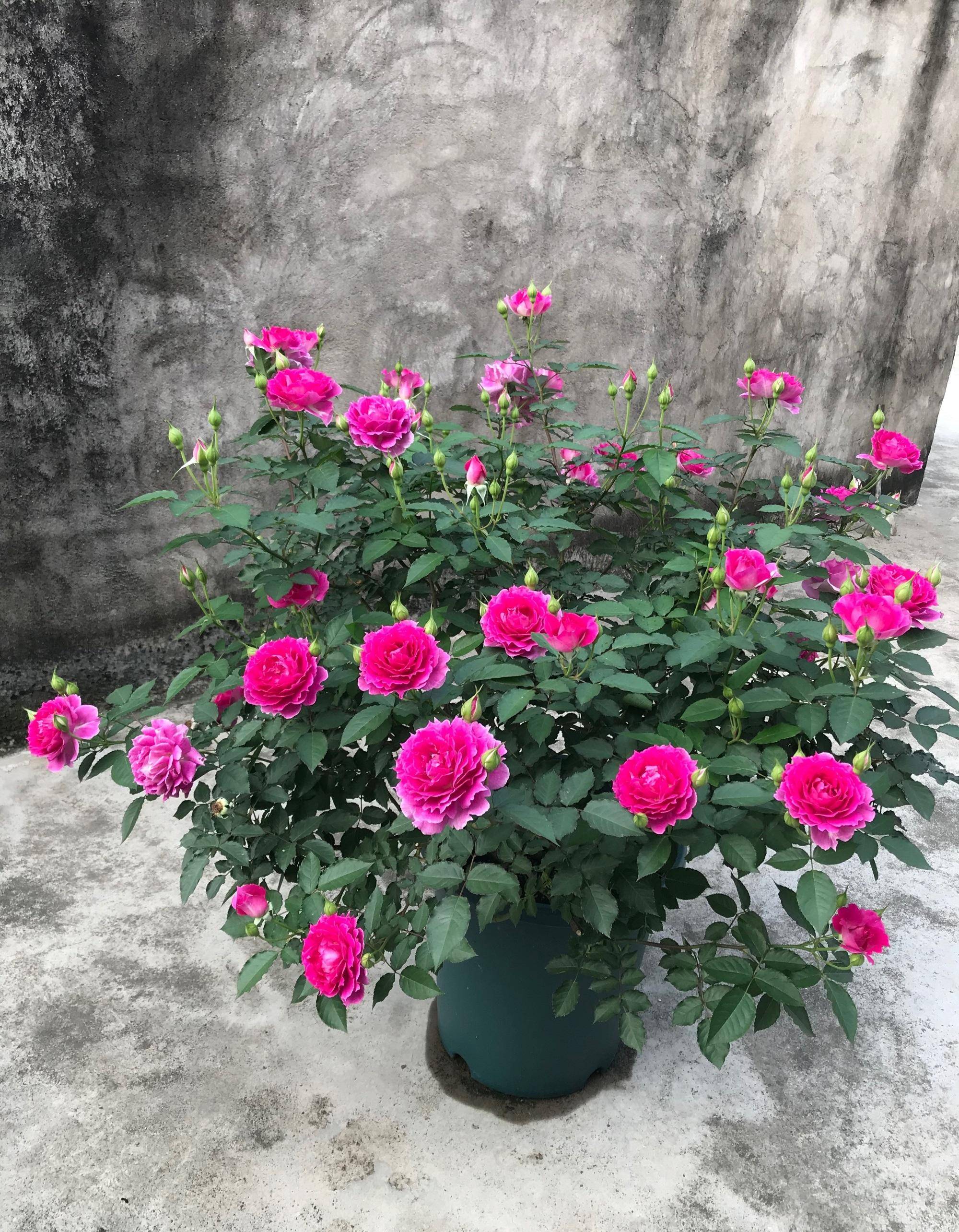 8种适合阳台养的强香月季,一花香一室,"颜值"也高,值得拥有_开花_香气