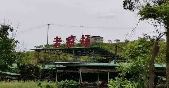 老疯杨本人不想接下这些狗,并不是不爱狗,而是狗狗的数量实在是太多