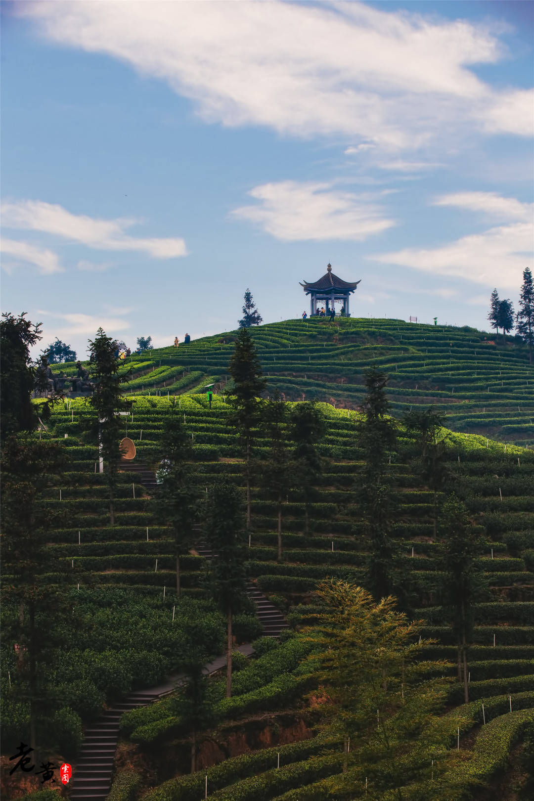 纳溪梅岭茶山图片