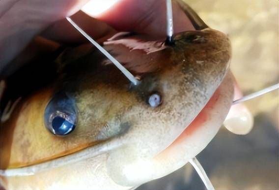 三花五花十八子"之首,常错认成黄辣丁,当下极为珍贵_牛尾巴_子鱼_东北