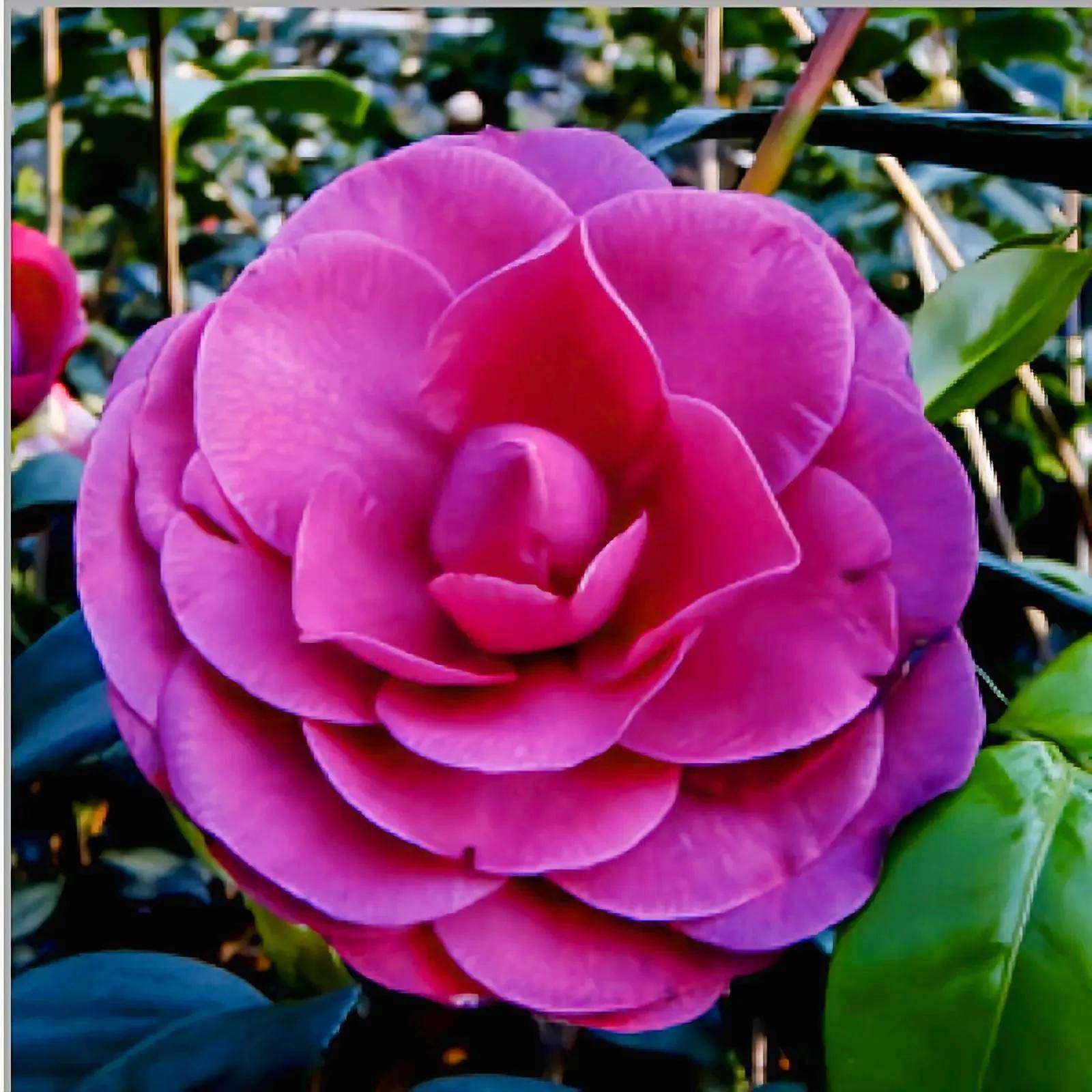 单瓣茶花是原花种