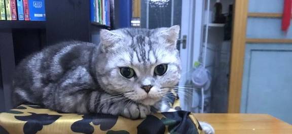 怎么判断公猫有没有绝育干净？-公猫怎么看出来绝育没有