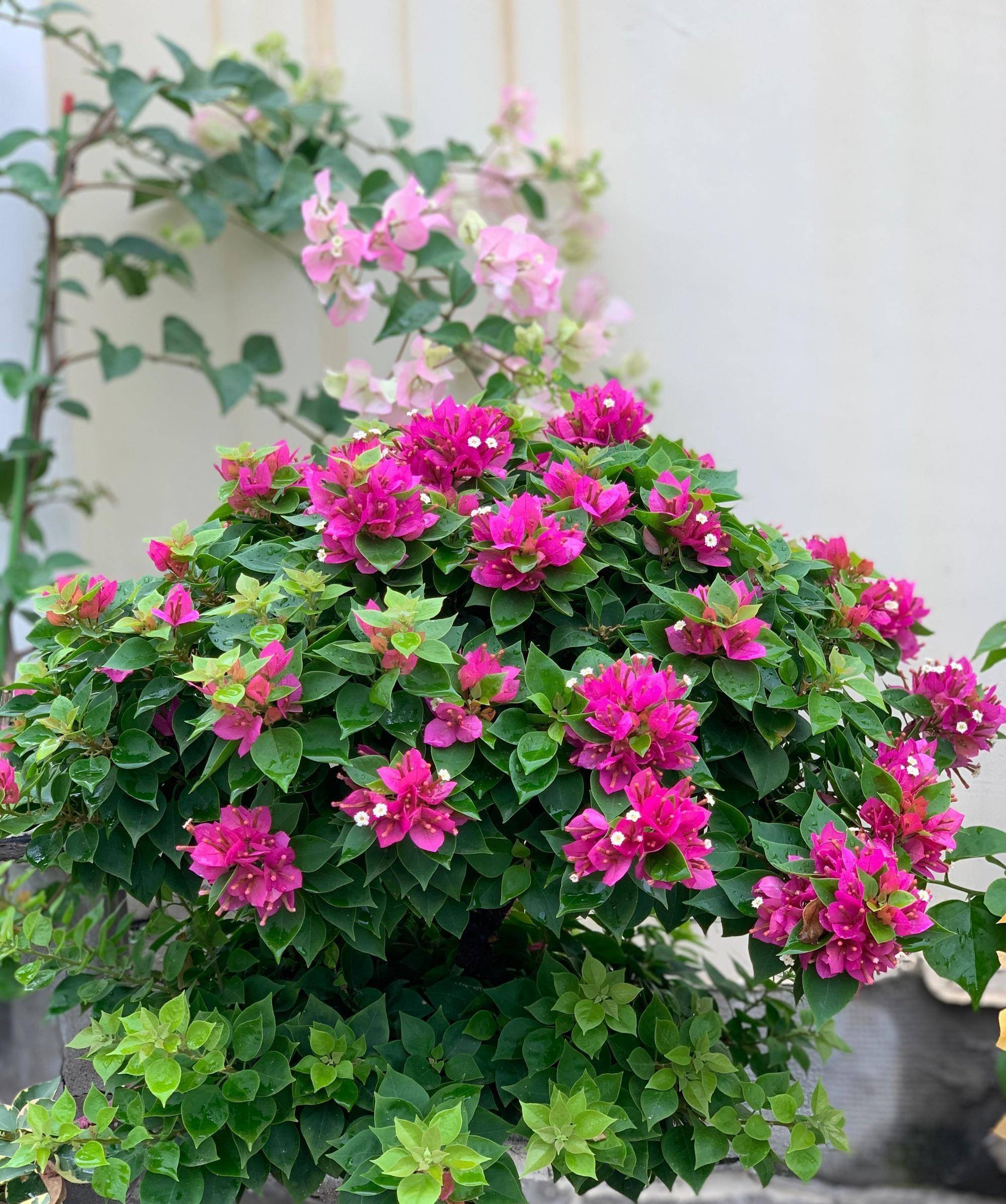 阳台养三角梅,就选"塔紫",植株低矮,叶绿花美,三季有花看_品种_开花