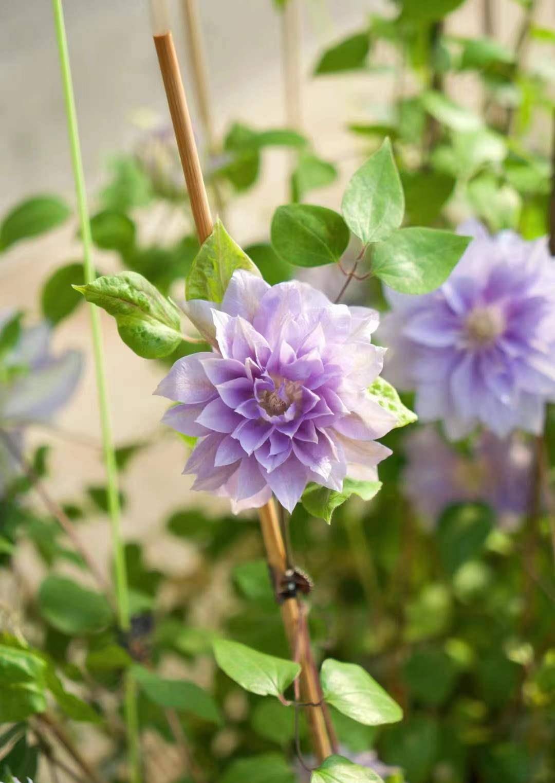 铁线莲重瓣大花,花园舞会上的佼佼者(一)_cm_时尚_开花