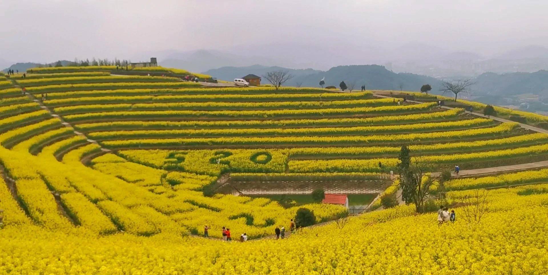 杭州绝美油菜花梯田:黑山顶