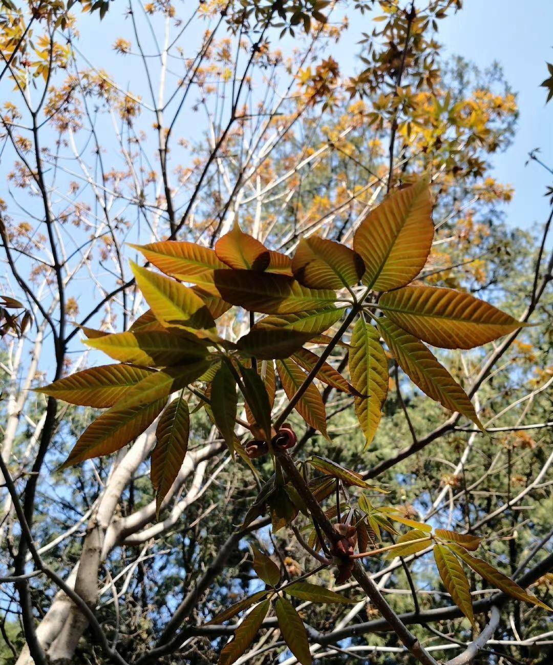 七叶树aesculus chinensis无患子科七叶树属