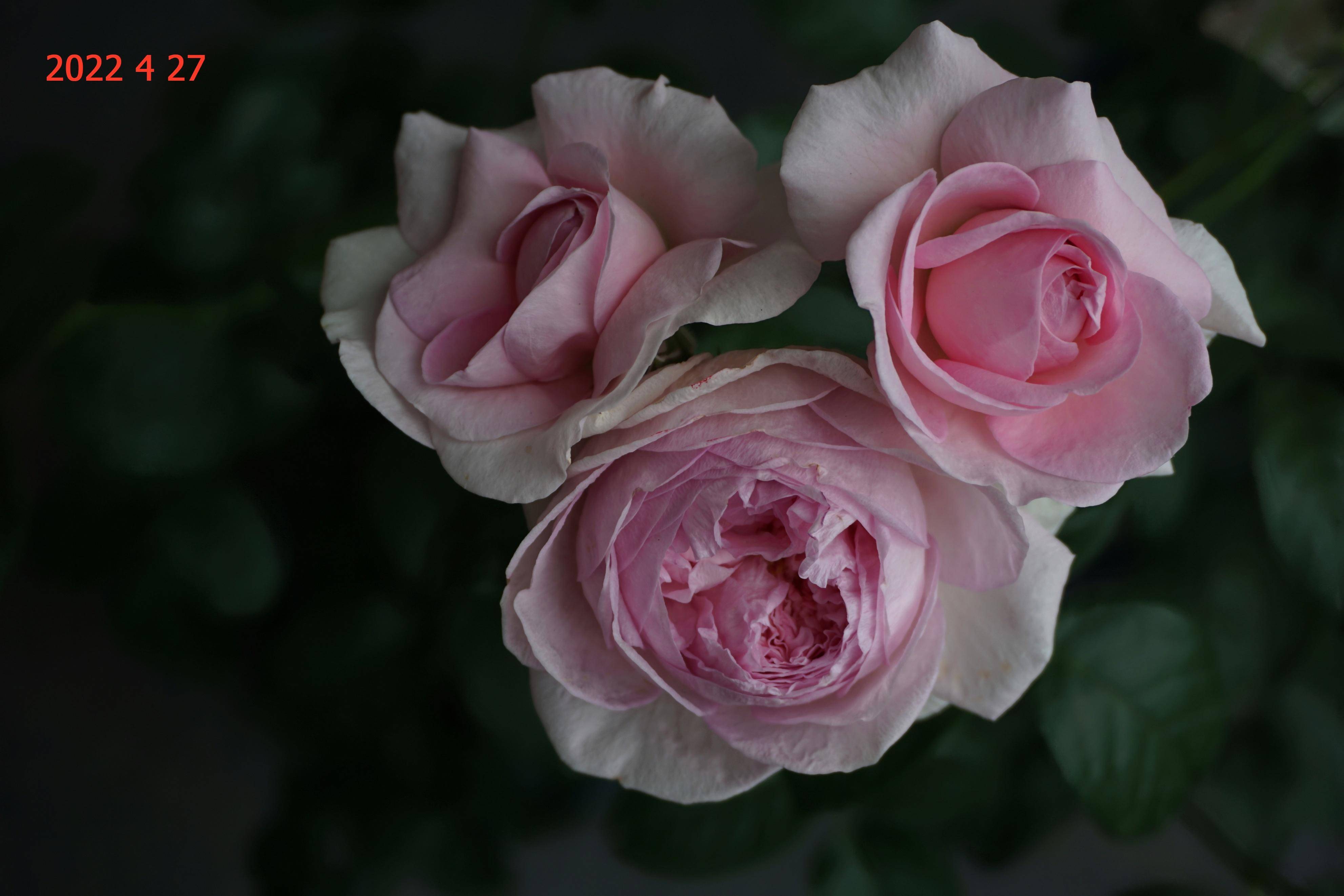 阳台花事(21):月季我的心(mon coeur,モン クゥール)篇_粉红色_花瓣