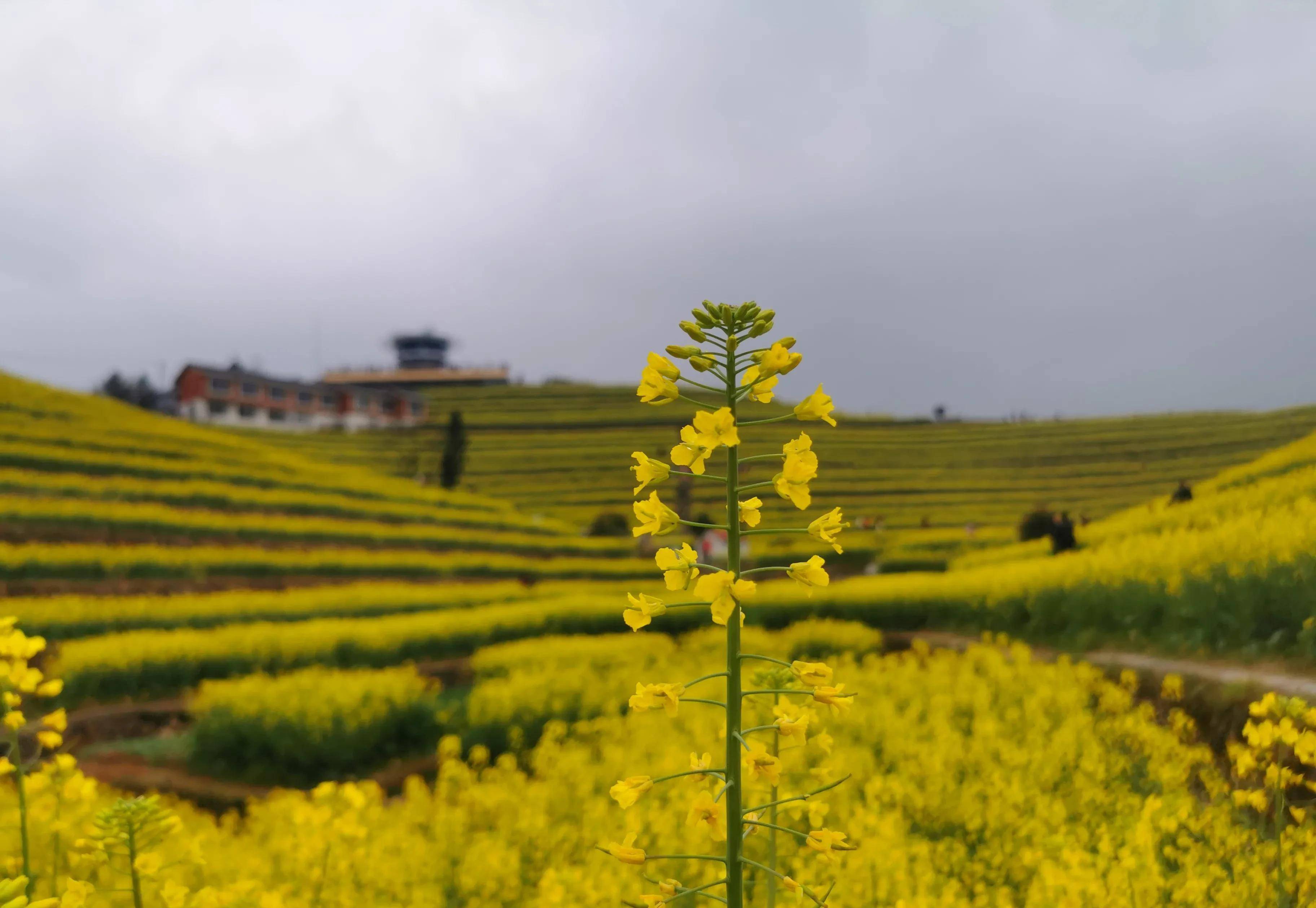 杭州绝美油菜花梯田:黑山顶