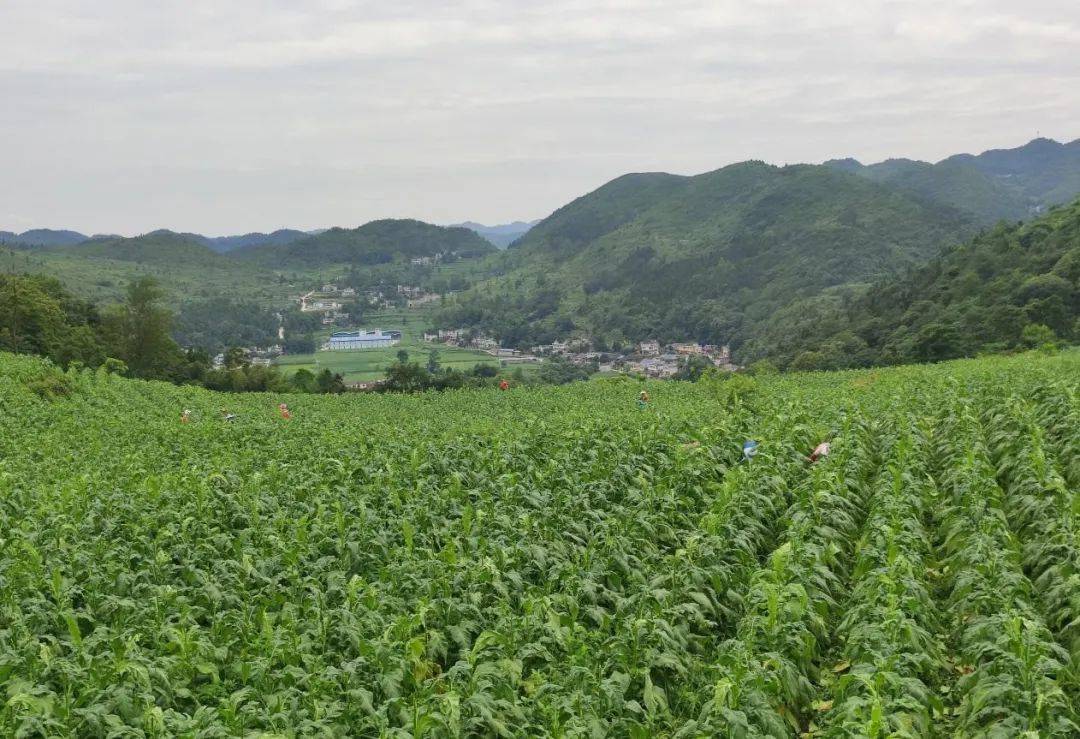 為壯大村集體經濟,吳庭發積極帶領駐村隊員走村入戶,利用院壩會,群眾