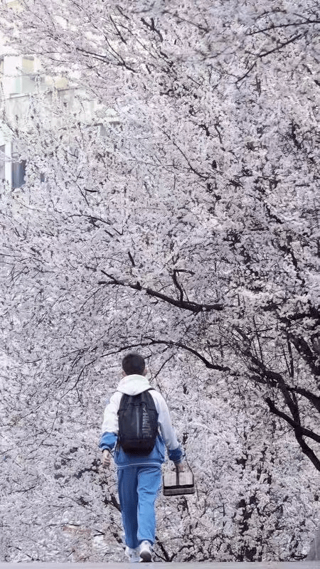 花多彩鲜花网（花多采是个什么平台） 第7张