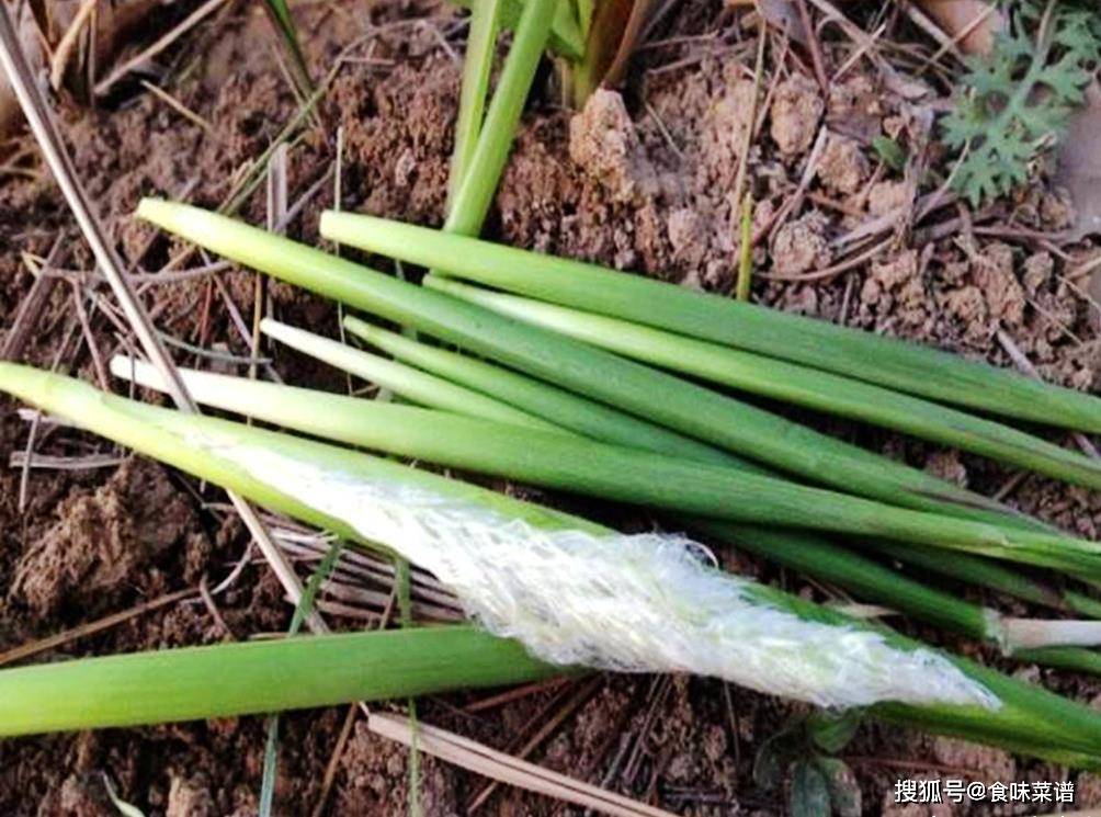 了十几个,一起来看看吧,"谷荻","嘀咕","大杠","扎印","茶叶","毛芽"