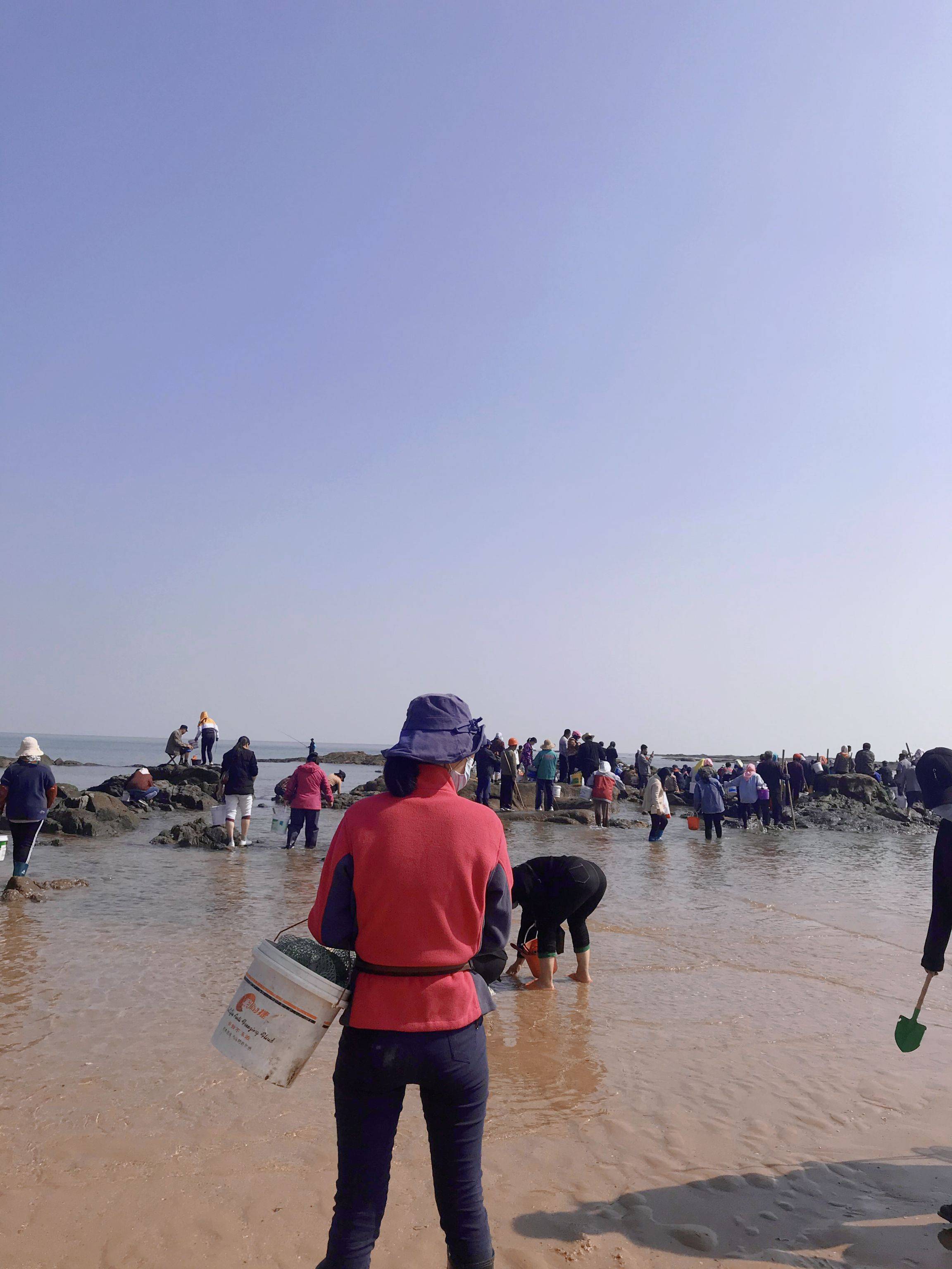 日照趕海小攻略,趕海看這篇就夠啦_加工_種類_地方