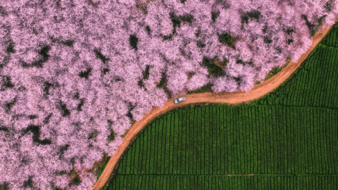 花多彩鲜花网（花多采是个什么平台） 第1张