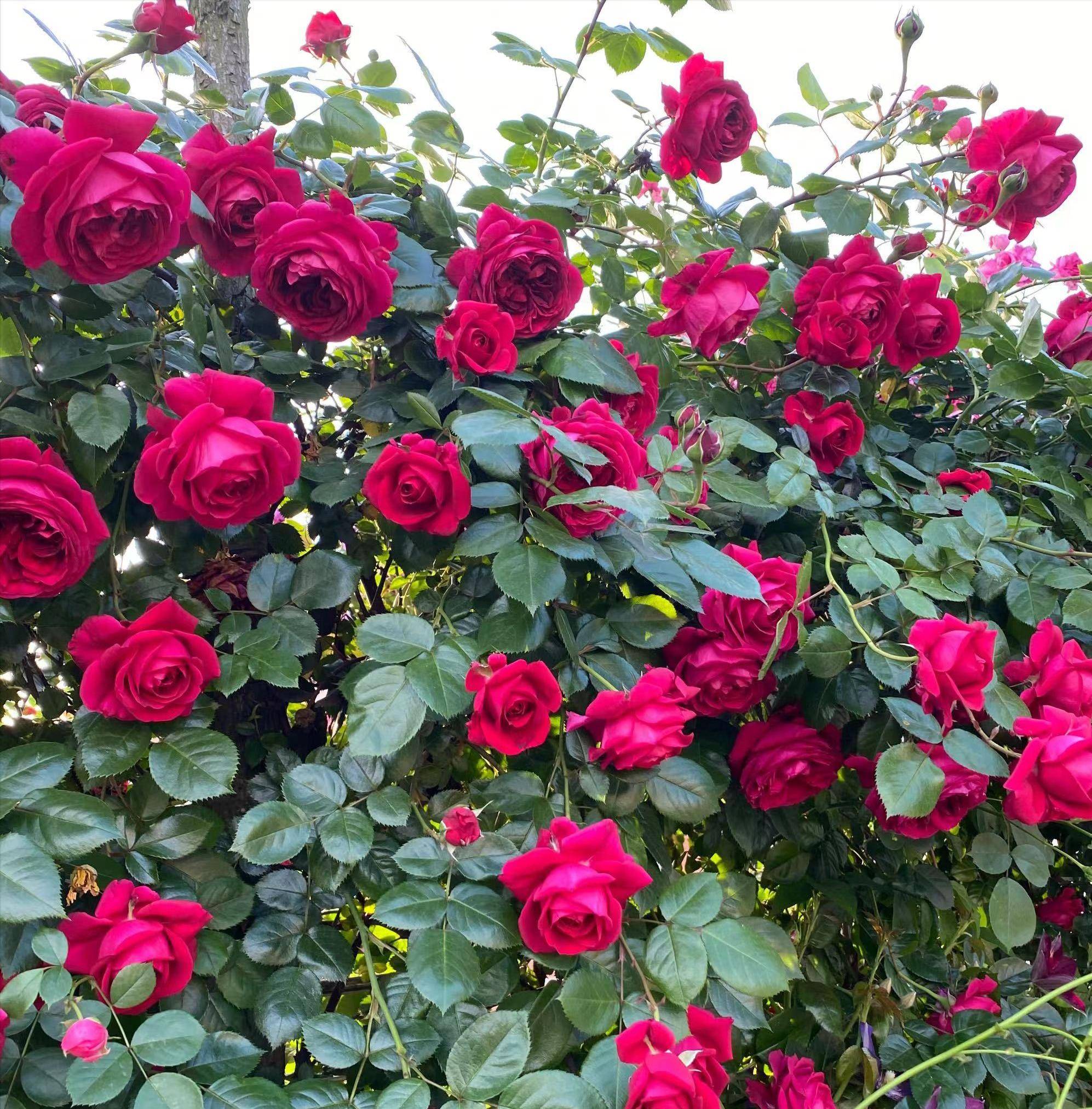 花色它最红开花它最强,好养易活就属它,它是"玫瑰国度的天使"_月季