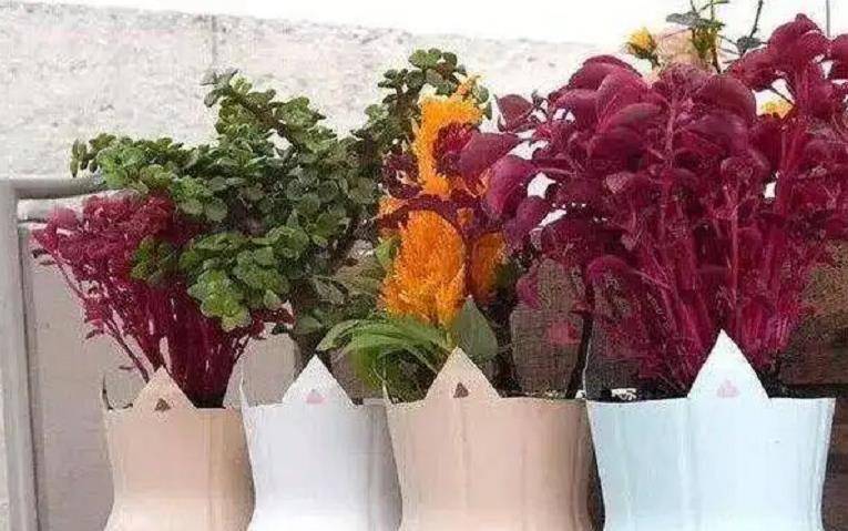 养花"瓶子"有5个妙用,看看你"发掘"了几个_花盆_矿泉水瓶_植物