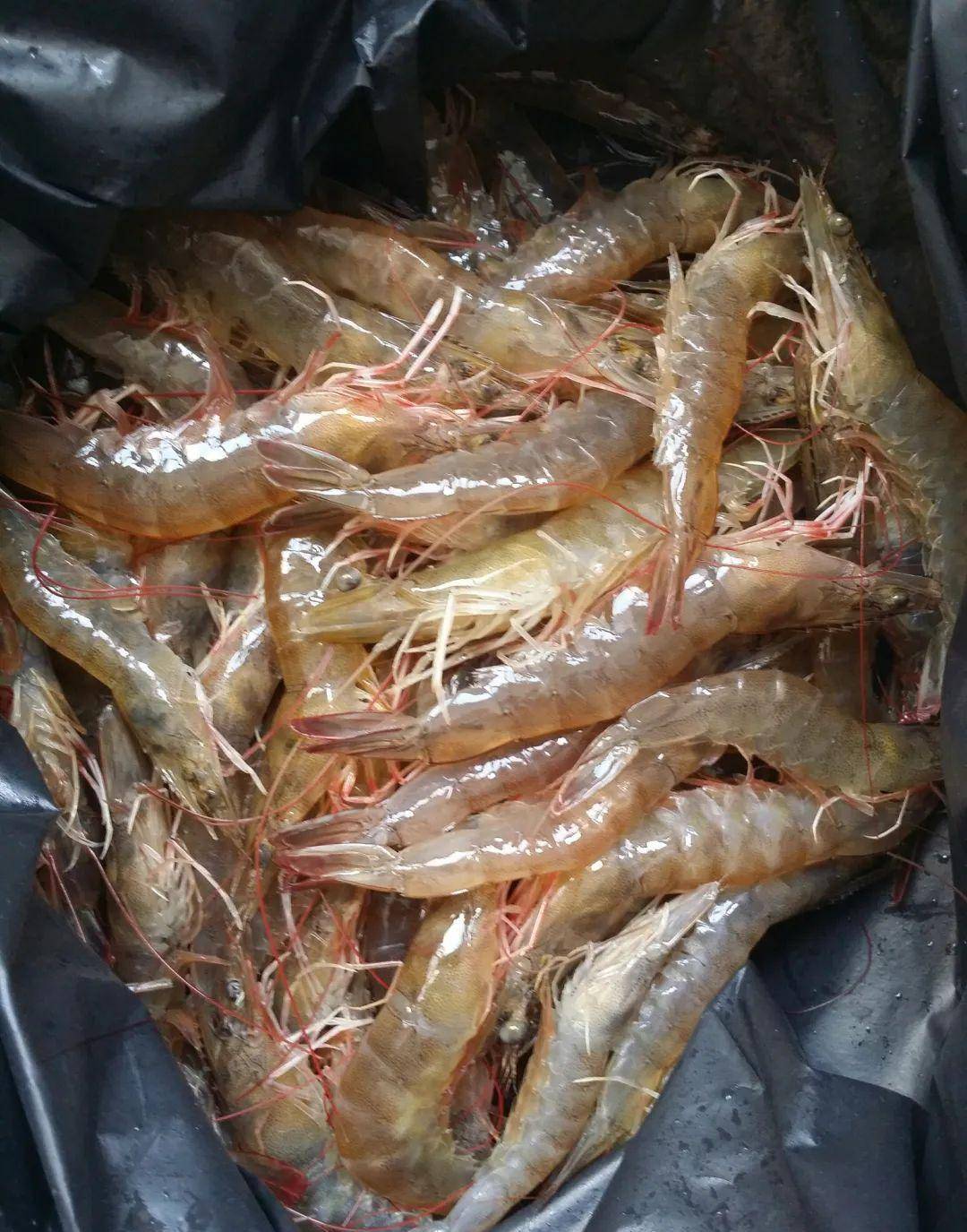 区别很大,别再买错了!_虾肉_颜色_肉质