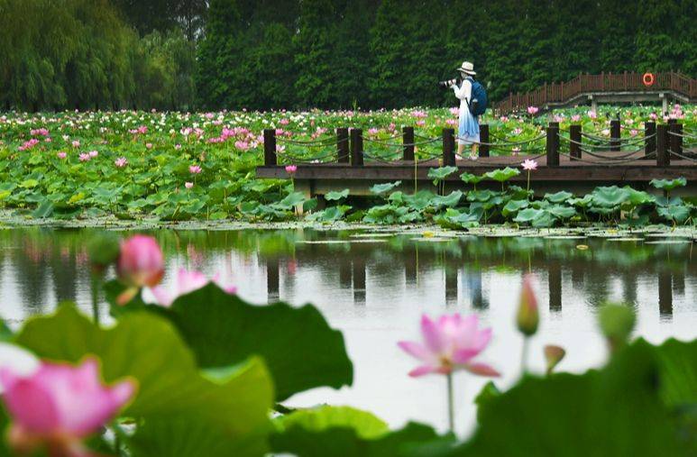 盘点春季四川赏花的好地方_眉山_杜鹃_主题