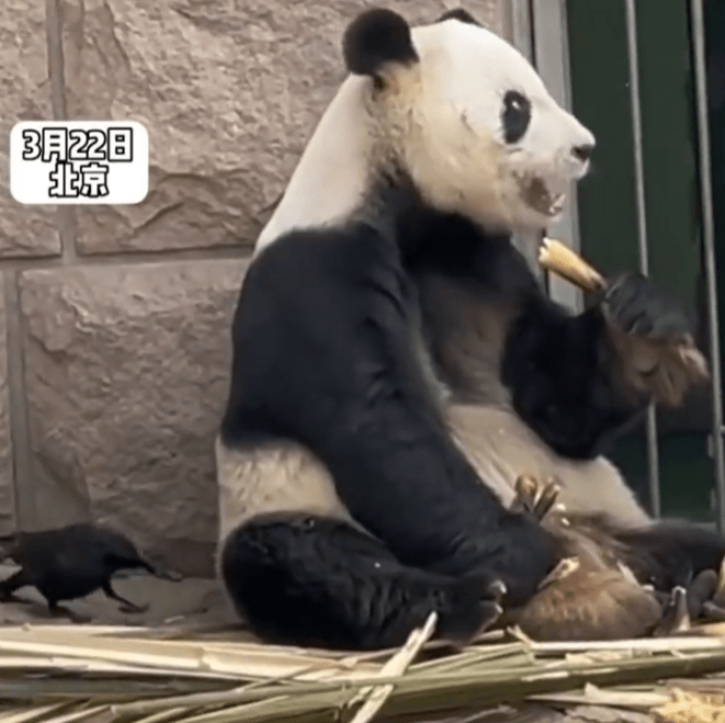 大熊猫被小鸟薅毛毫无反应淡定干饭,这有趣的一幕让人忍俊不禁