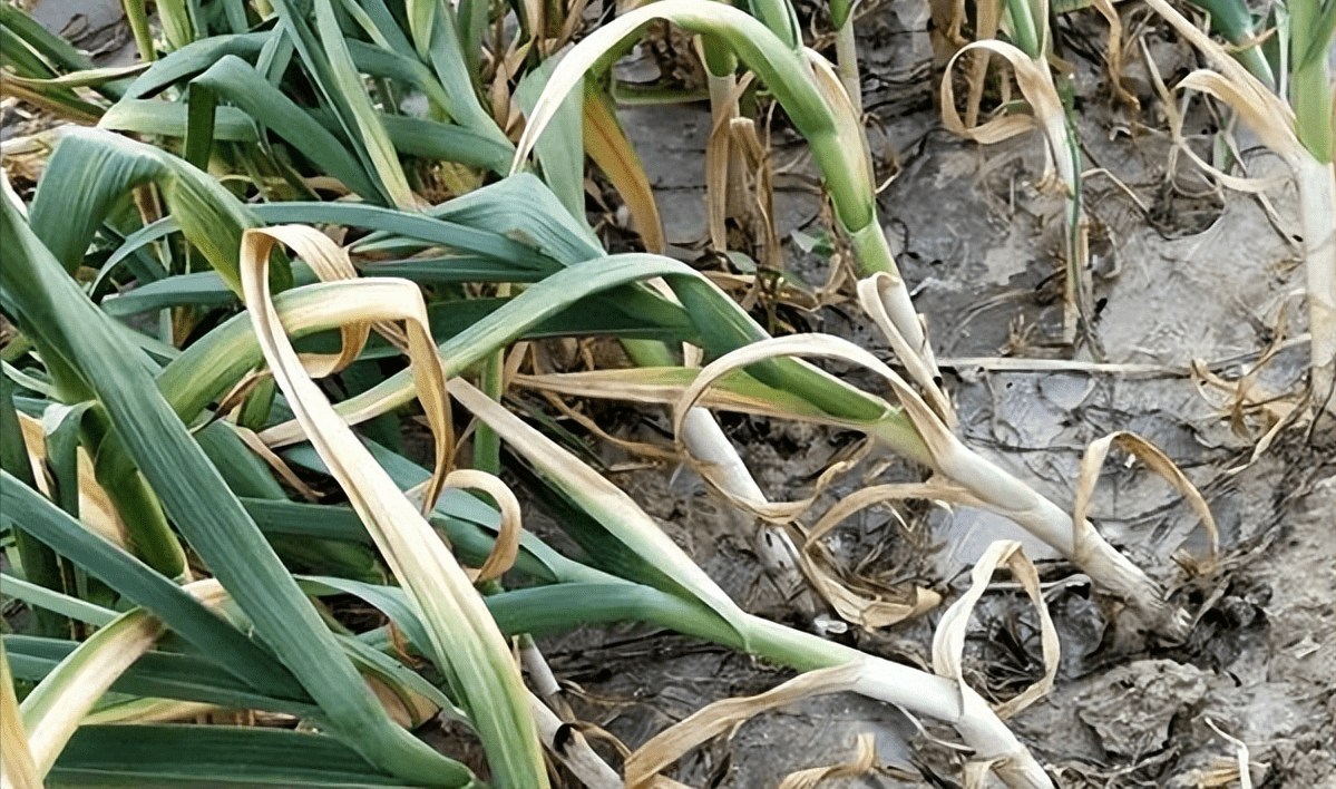 春季谨防大蒜疫病流行_发病_影响_土壤