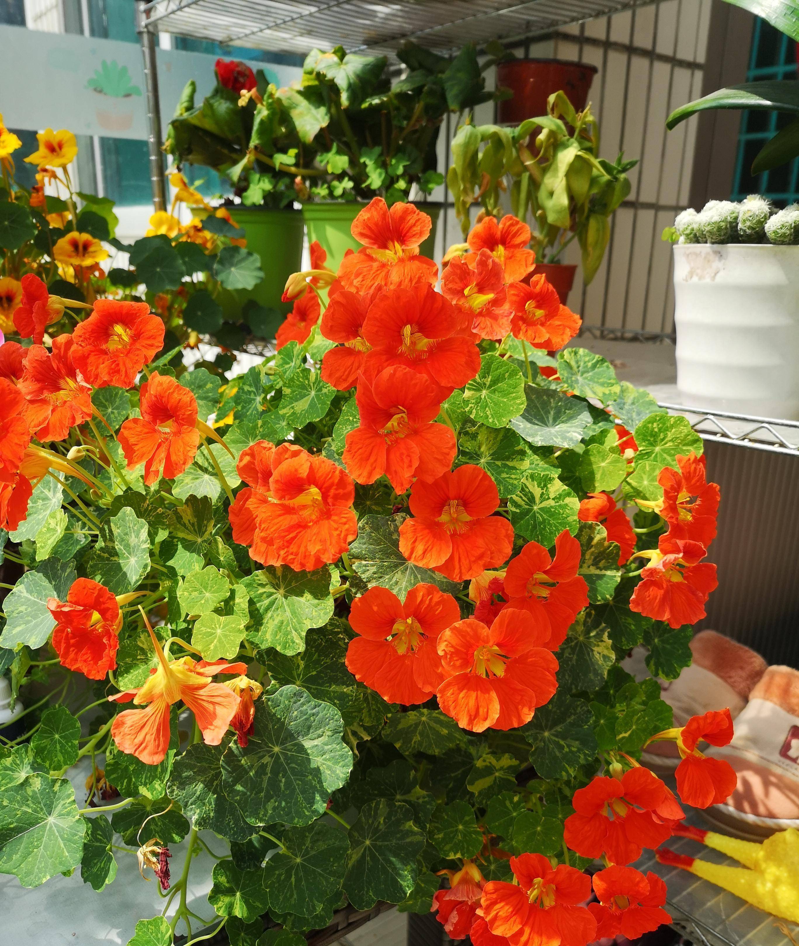 喜欢垂吊盆栽,就养"旱金莲",皮实好养,花叶共赏,开花也勤奋_植物_地方