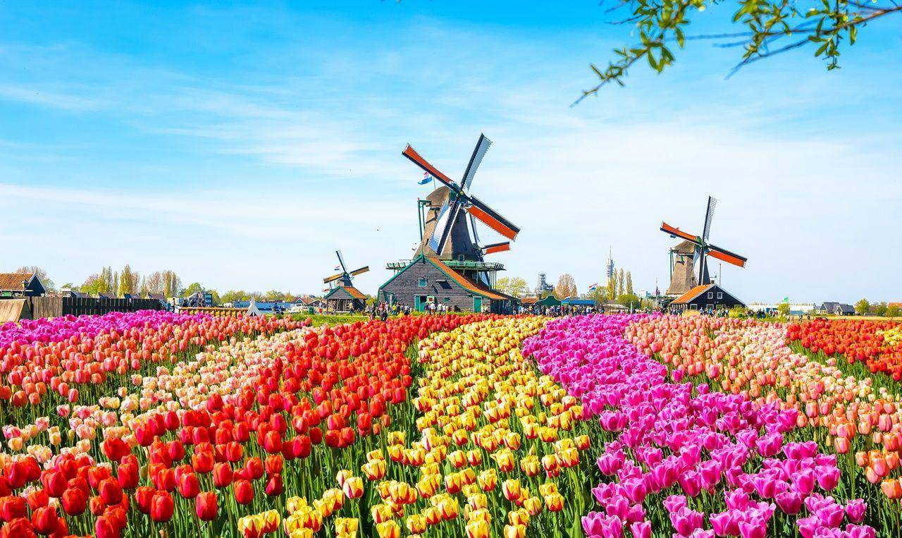 花之国荷兰的资料图片