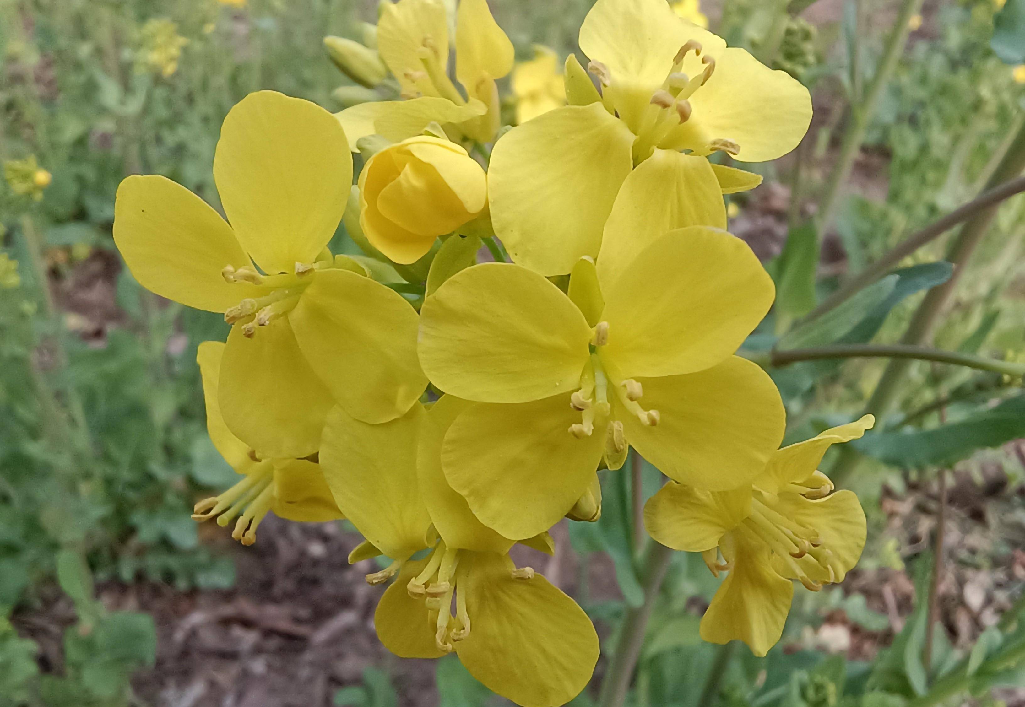 油菜花雄蕊图片