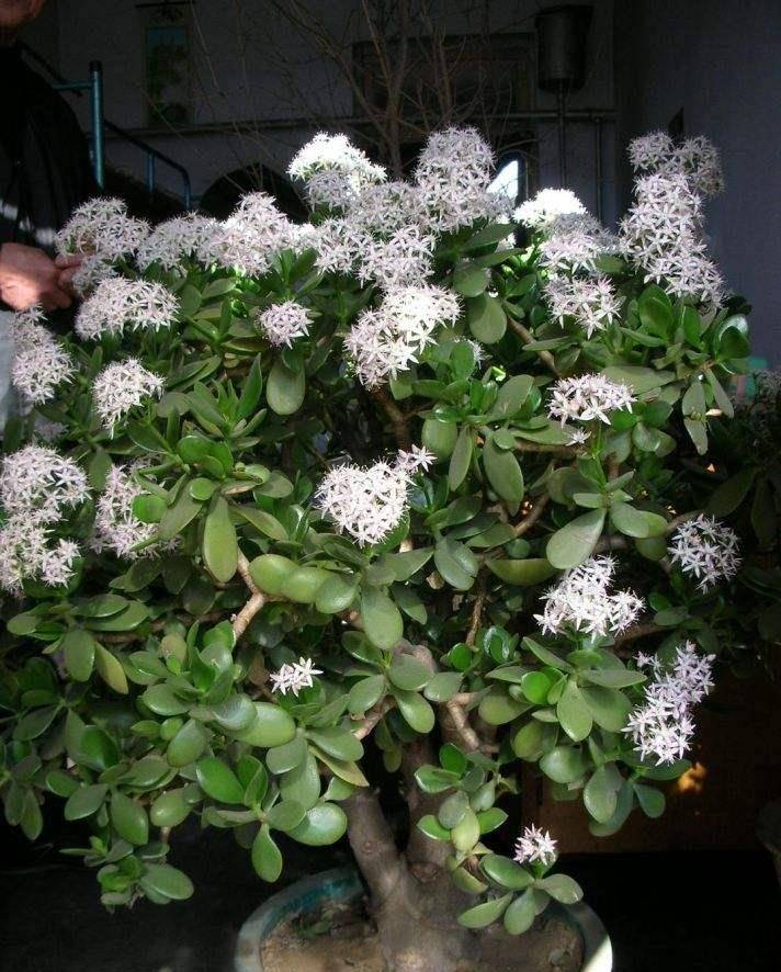 玉树养护"5大要点",学会养成百年老树,开花时"玉树临风"_植物_枝条