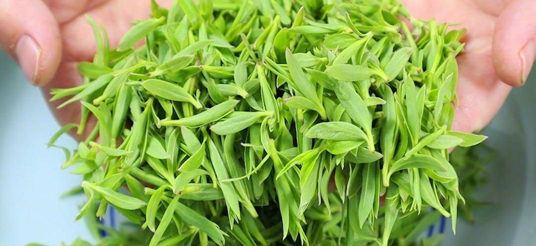 它被称为"心脏阿司匹林"清血管补心气,现在吃最鲜,错过等一年_柳树芽