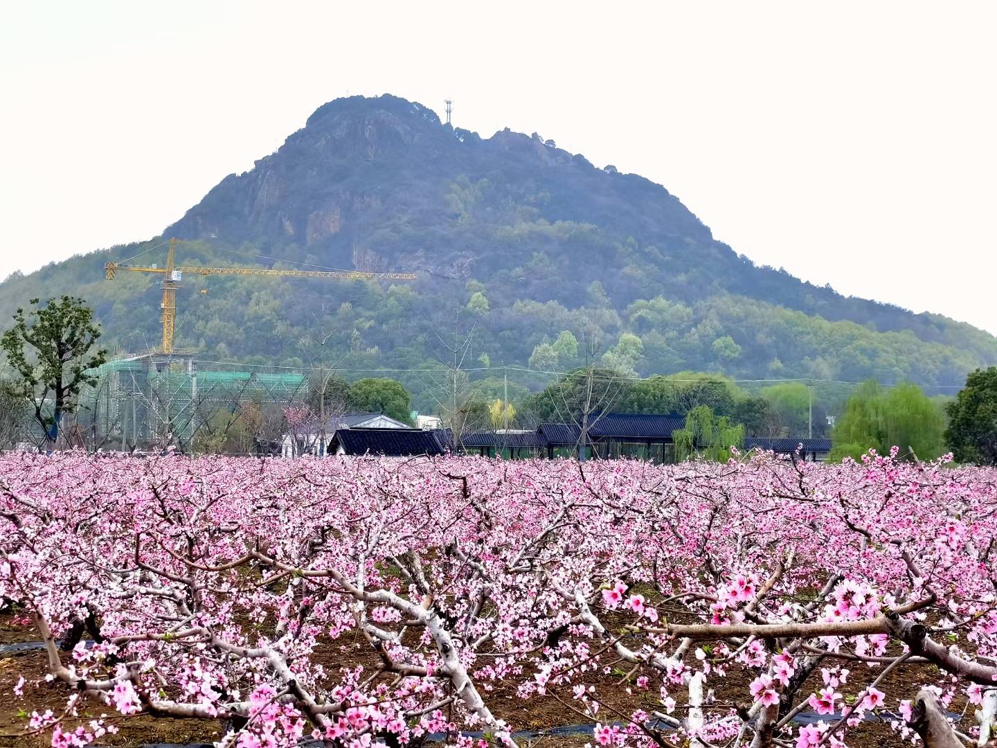 阳山桃花图片图片