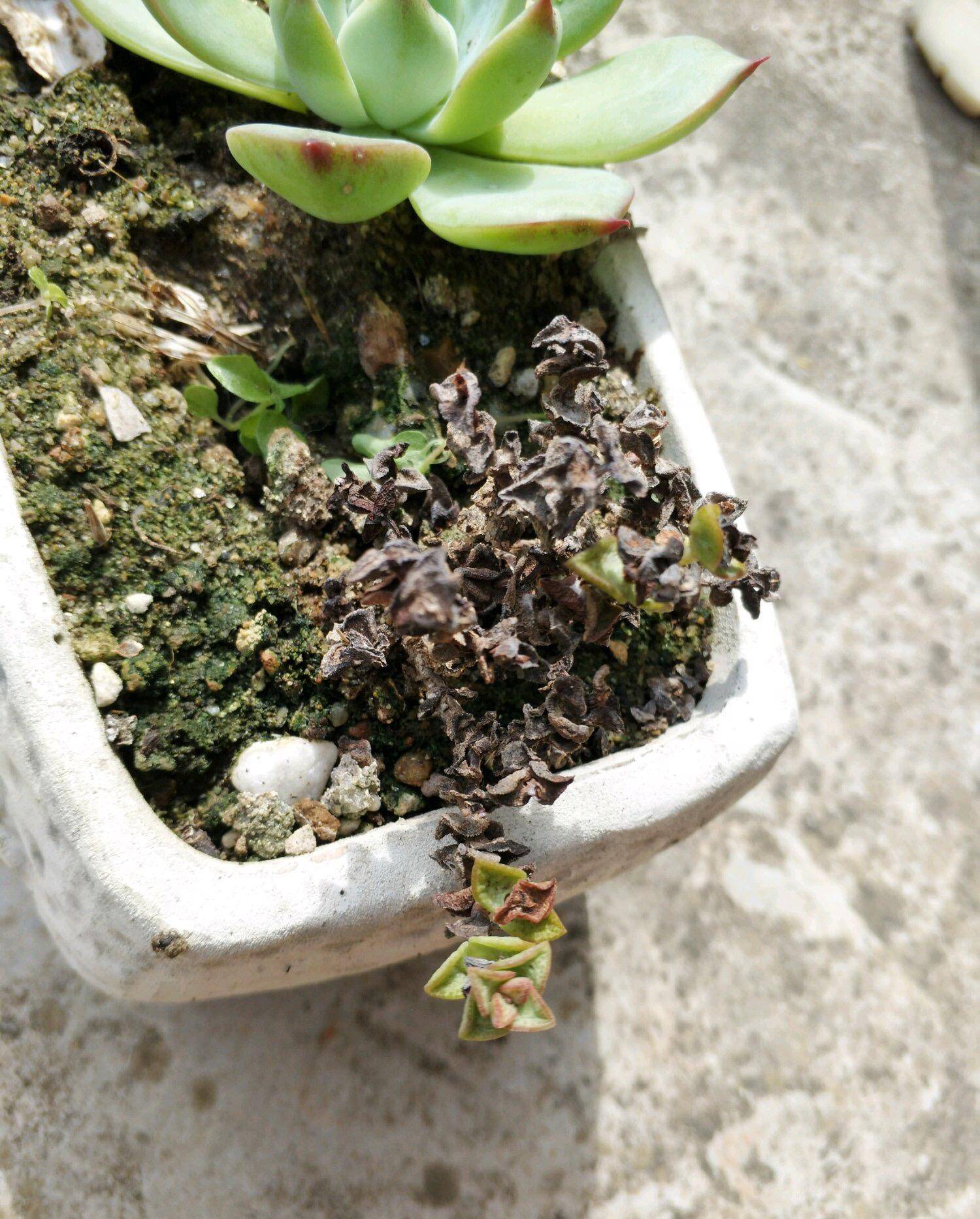 夏天高温下,8种娇气花,禁止多浇水,防止"被热伤"_控制_植物_水分