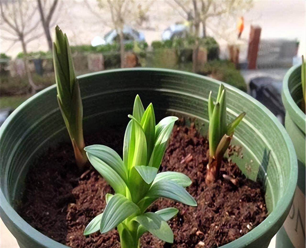 种上1盆百合花,光照,温度刚刚好,到了3月花朵开不停_植物_花卉_食用