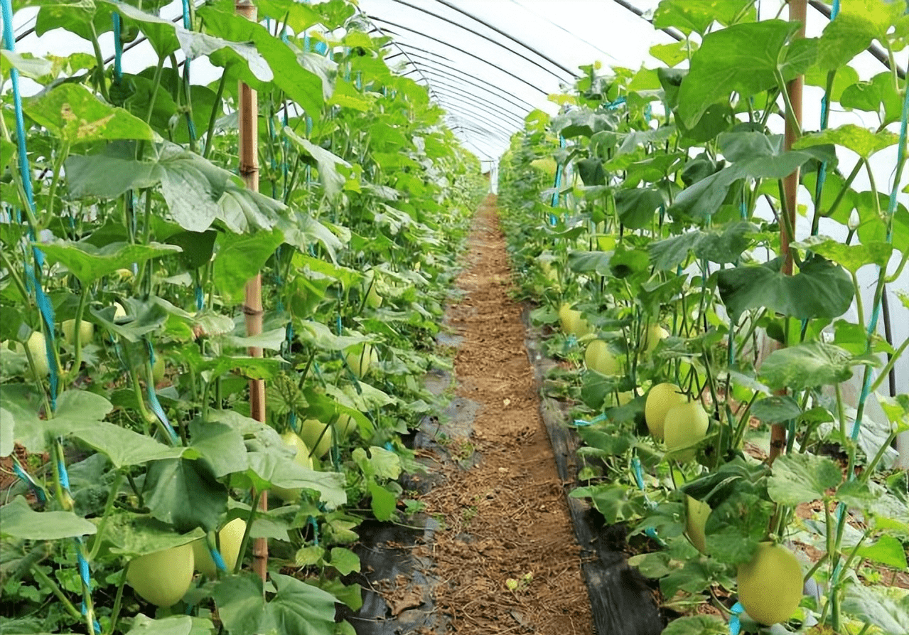 春季小拱棚种植甜瓜图片