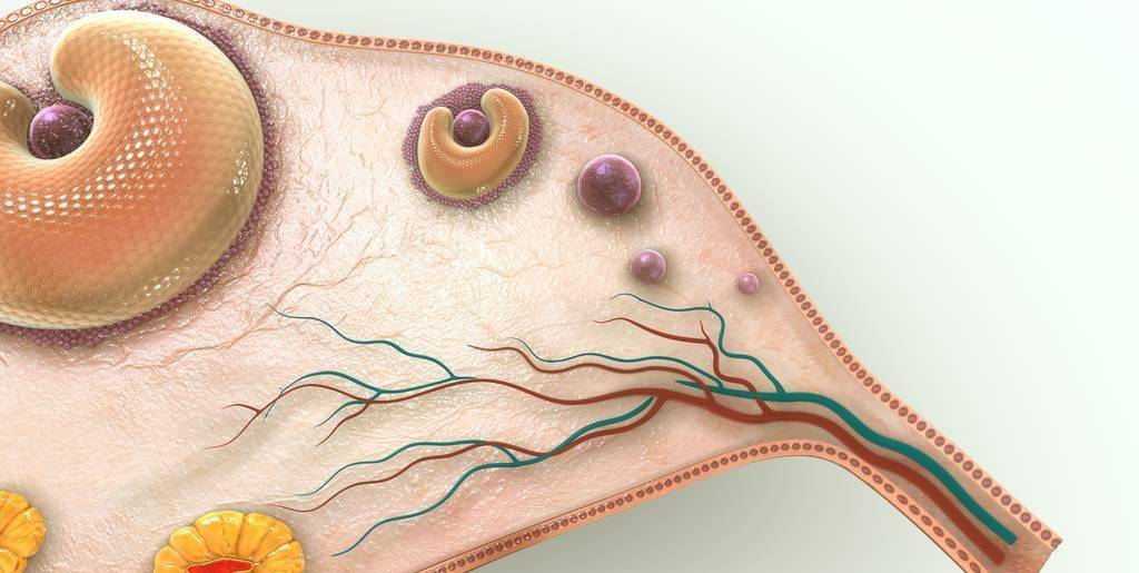 进入排卵期,女性身体会有哪些变化_异味_体温_激素