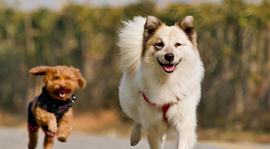 看完养大狗,再看养小狗,网友:没有对比就没有伤害_狗狗_训练_主人