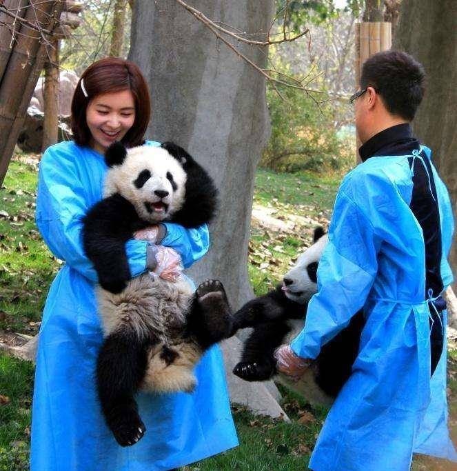 5.姚明大熊猫宝宝这么小,在高大的姚明面前显得更小了,好可爱!6.