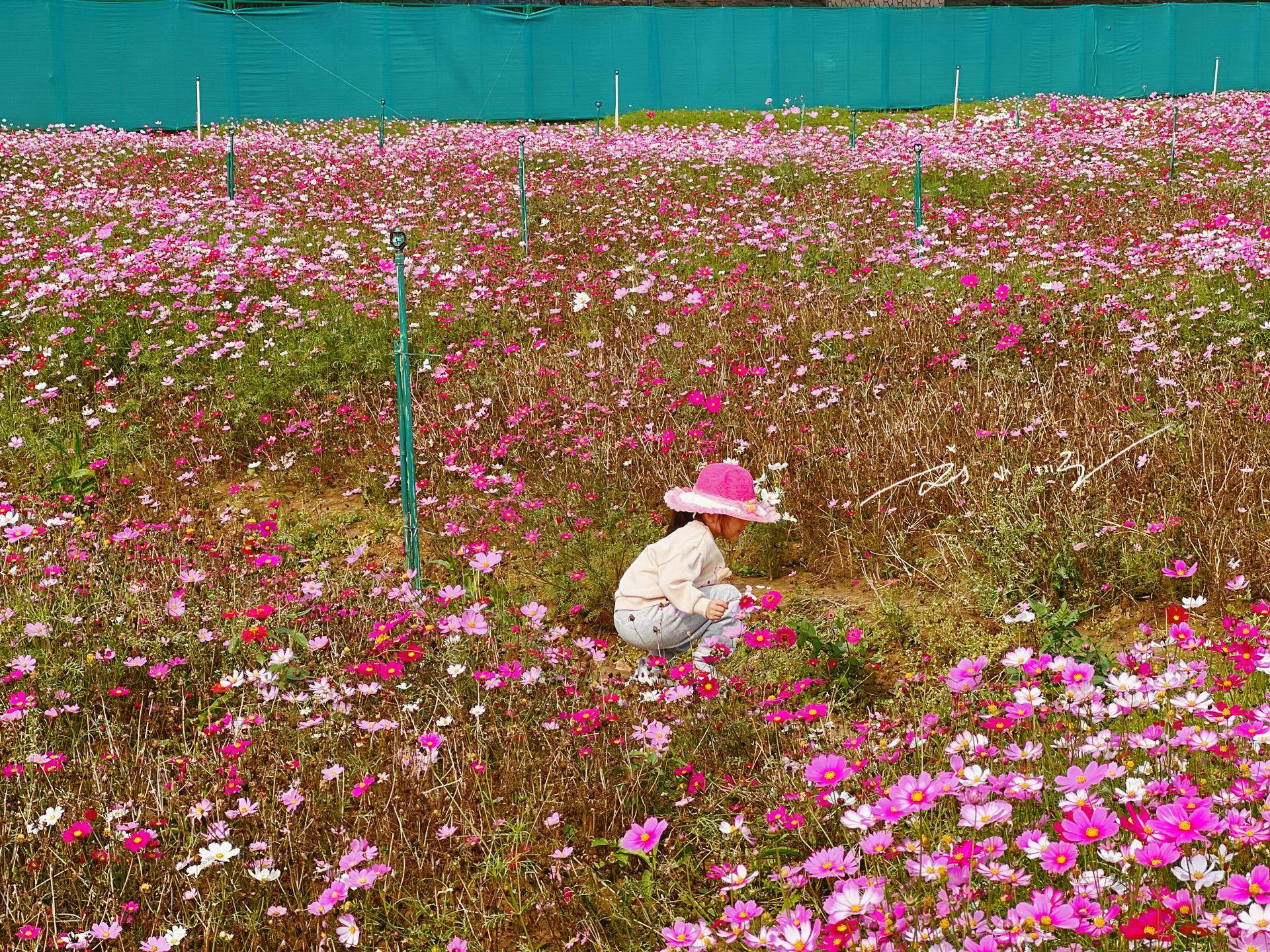 七彩鲜花（七彩鲜花饼） 第7张