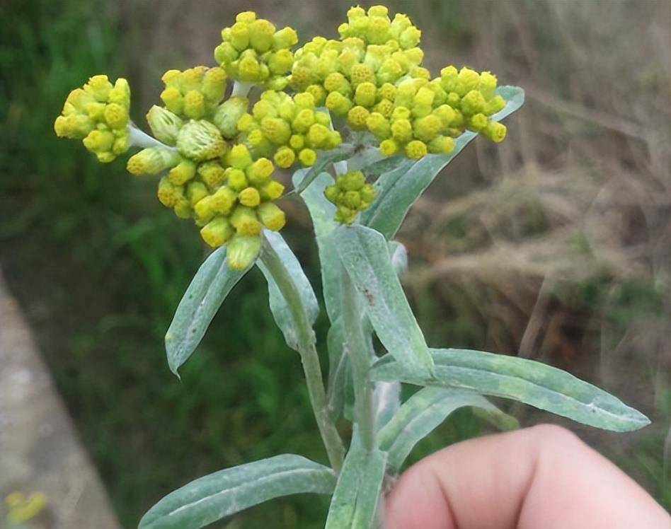 清明临近,野外看到这种草记得摘一点,错过又要等一年_麦芽_叶子_食用