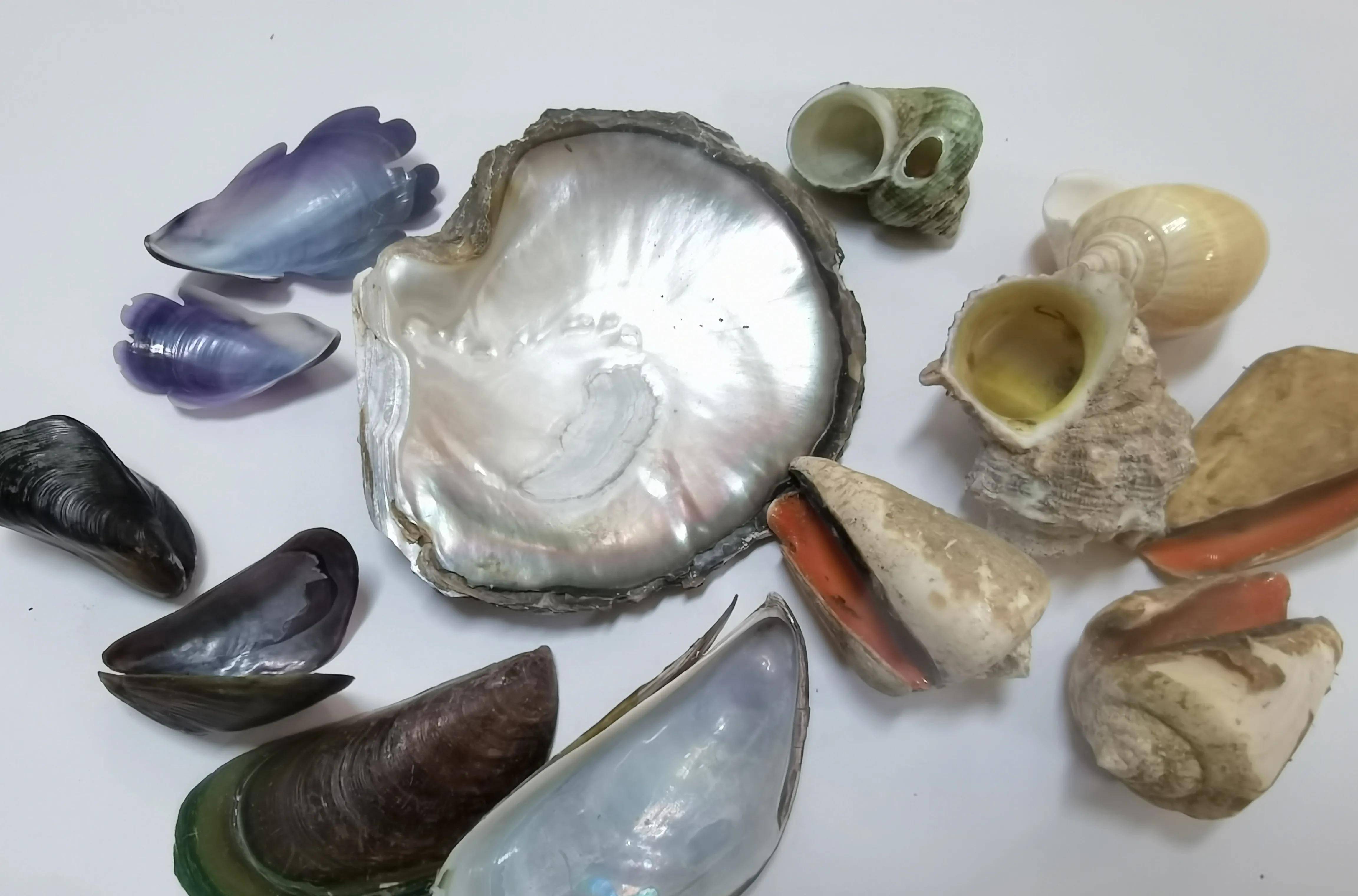 贝壳雕刻的牡丹花,你没见过的全新版本「原创」_贝雕_海南省_地方