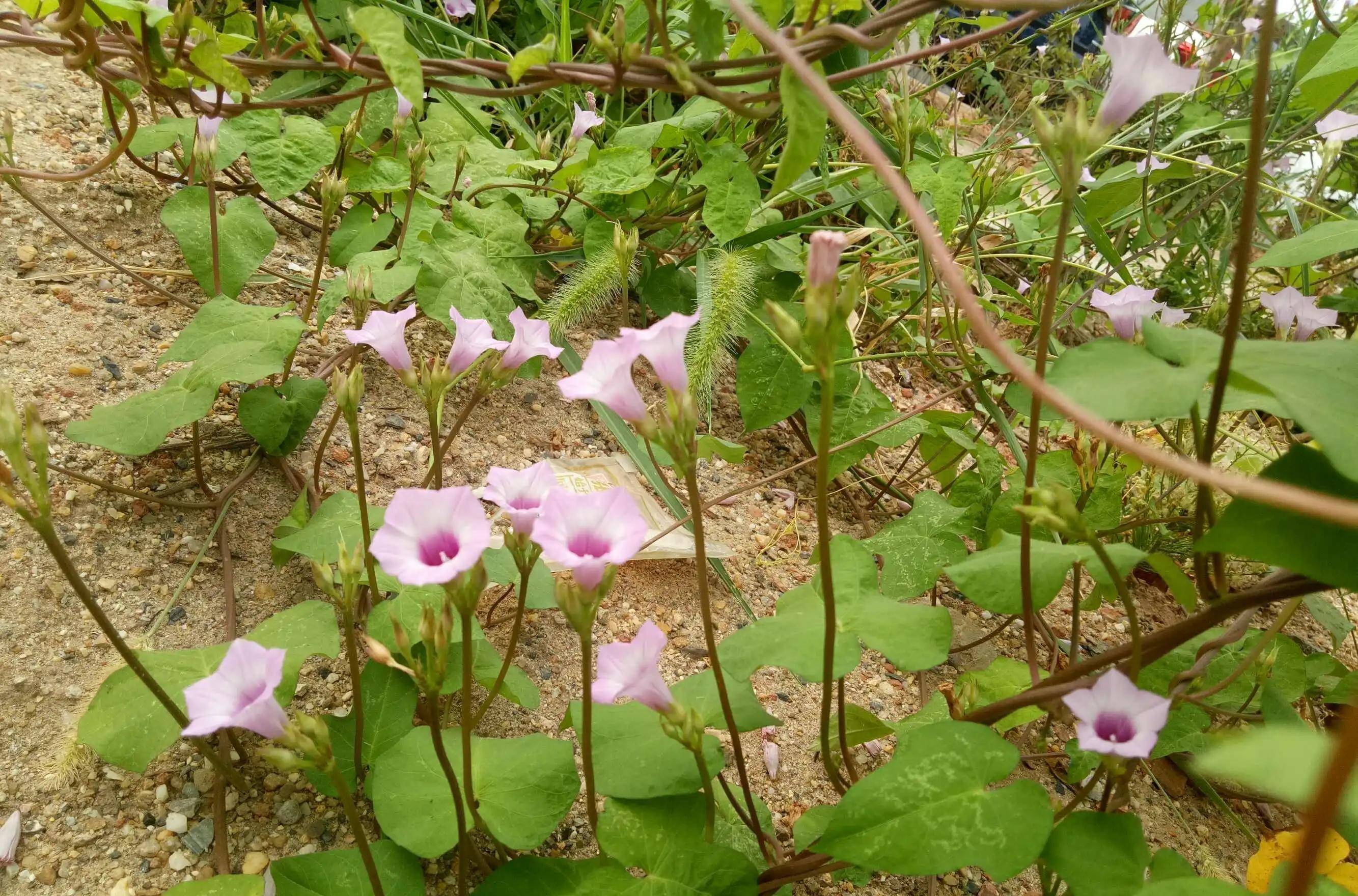 五爪金龙花（五爪龙的功效与作用图片） 第13张