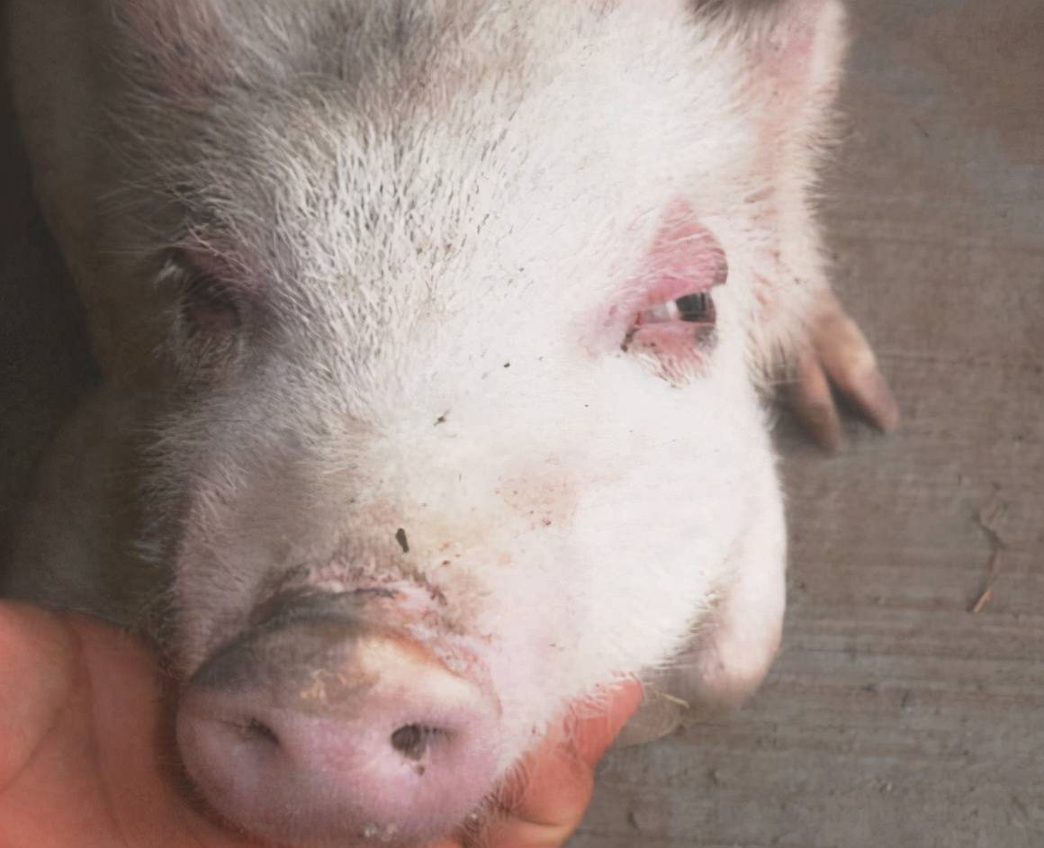 猪水肿病的症状和防治方法,猪水肿病的病因分析和防治策略,有用_治疗