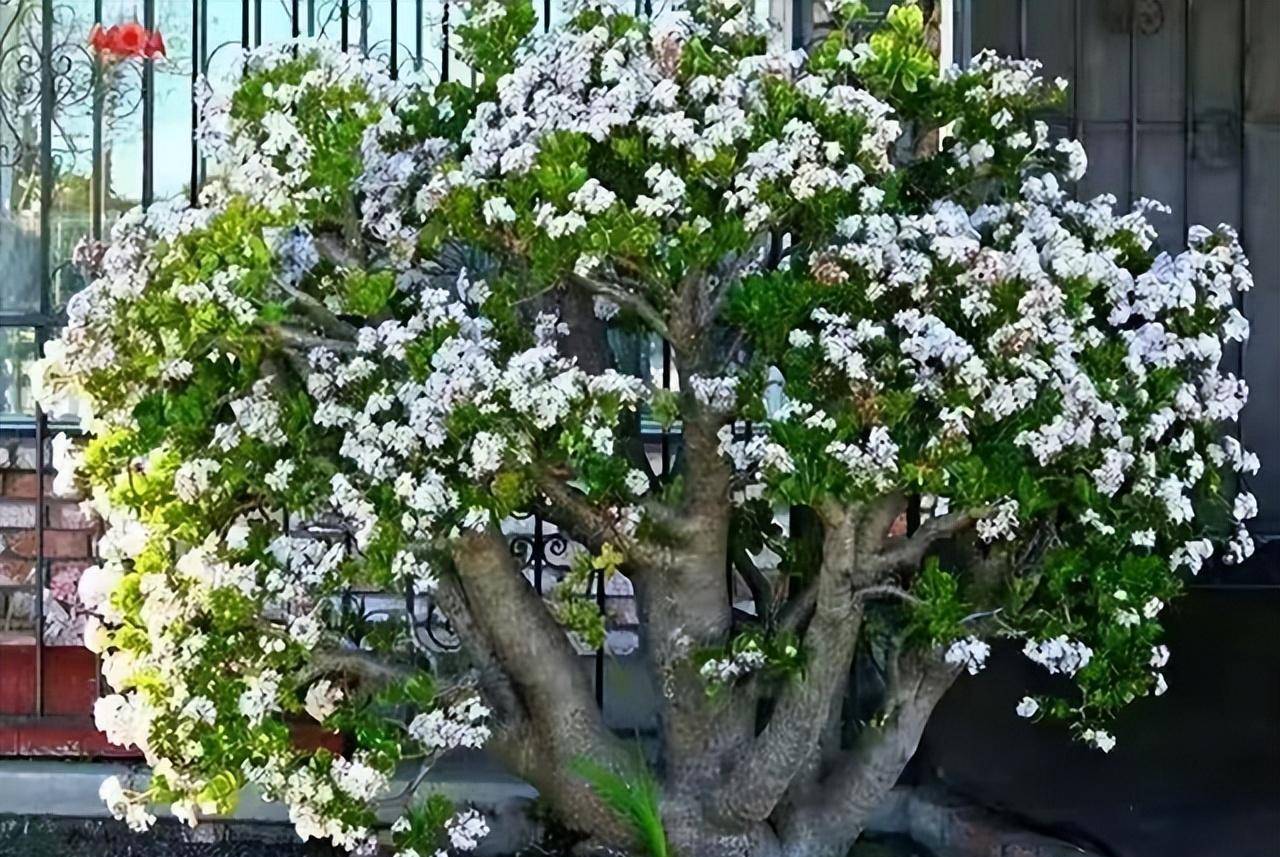 这4种"吉祥树",一旦开花,代表"好运来临",旺人又"旺家"_玉树_养护