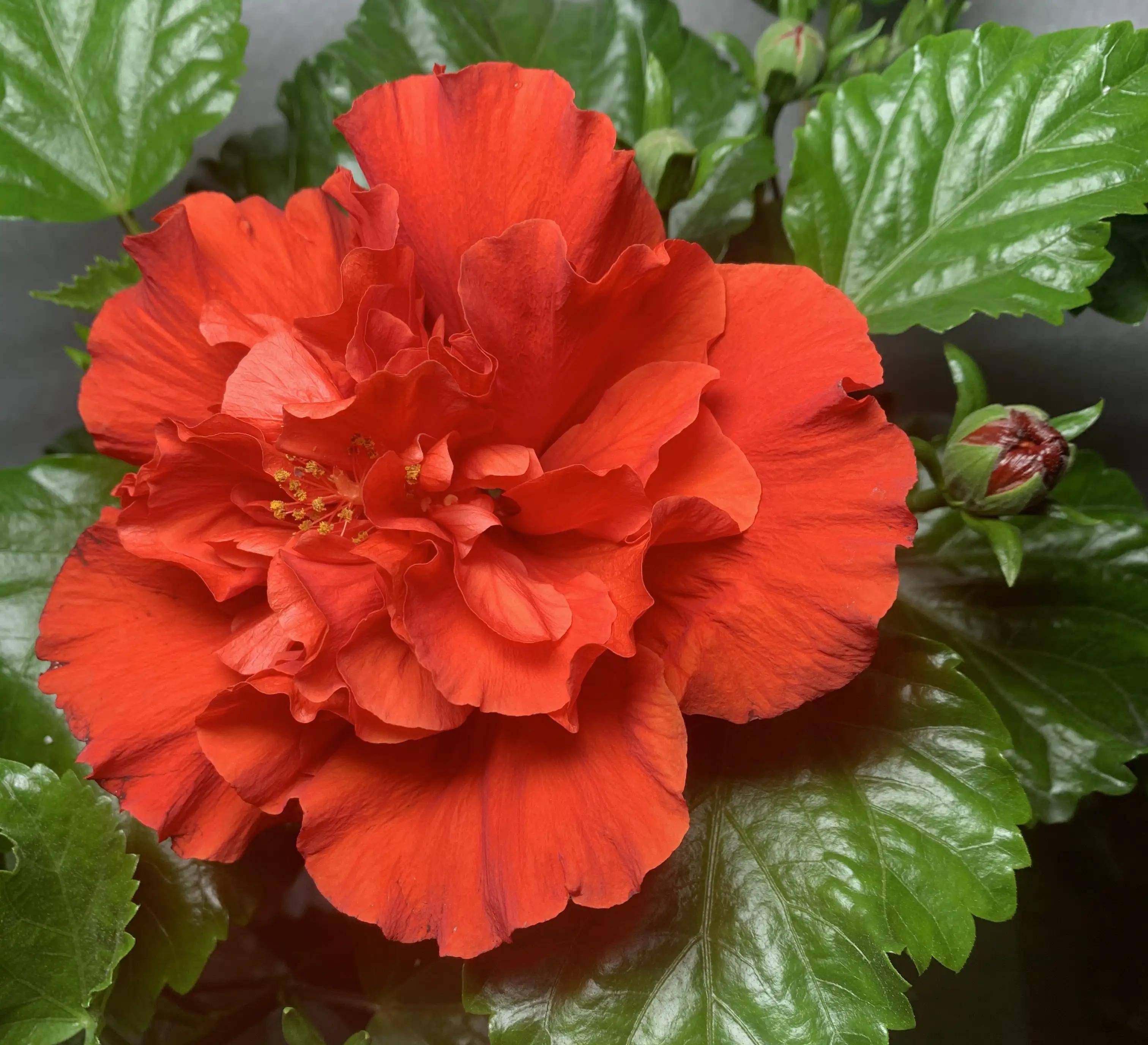 寓意脱俗,风姿卓越的重瓣扶桑花,美丽的盛开着_花瓣_开花_朱槿